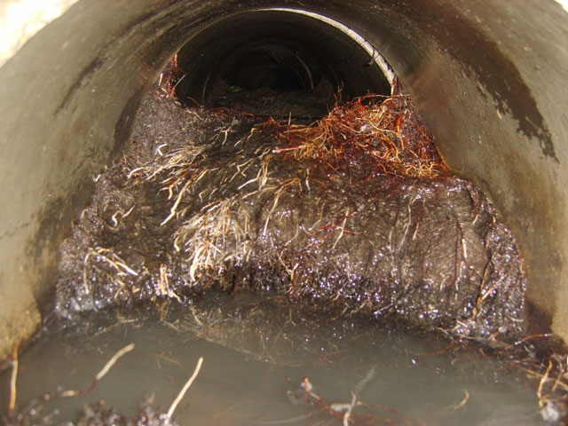 Root intrusion in a sewer